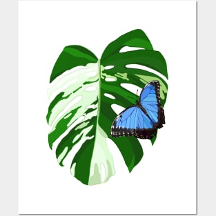 Blue Morpho Butterfly on a Monstera Albo Leaf Posters and Art